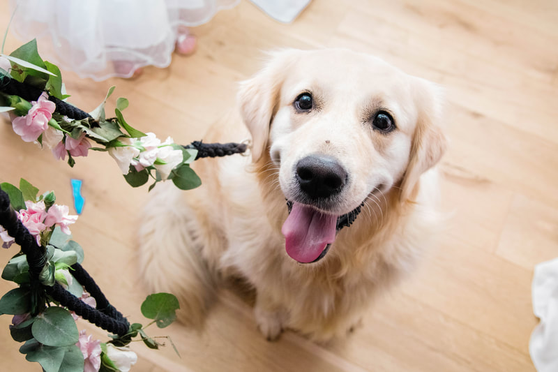 Dog ring barer, wedding with pet guests, cotswolds