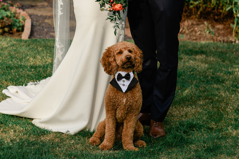Dog with bride and groom, rehouse barn, Dog friendly wedding